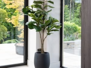 Artificial Fiddle Fig Tree UV/IFV in Black Planter